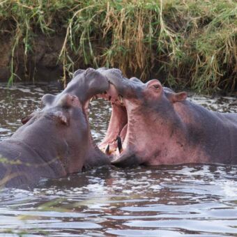 twee vechtende nijlpaarden met opengesperde bek in water poel