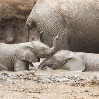 twee kleien olifantjes die badderen in een modderpoel met daarachten de volwassen olifanten