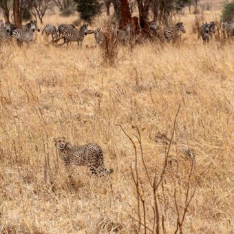 In het gele gras van de serengeti staat een cheeta voor zich uitkijkend