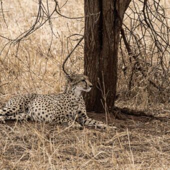 onder een boom in het dorre gras en in de schaduw een cheeta die voor zich uit kijkt