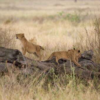 drie kleine welpjes lopend op een uitgedroogde boomstam op de serengeti tanzania