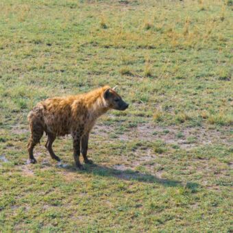 gevlekte hyena staand in het korte gras van de serengeti
