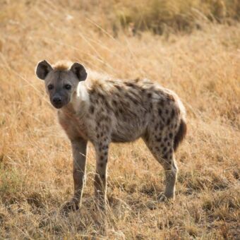 gevlekte hyena die je aankijkt staand in het goudgele gras serengeti tanzania