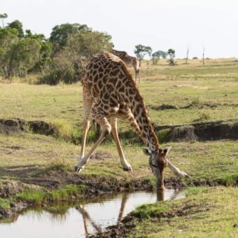 Op de voorgrond een giraf die drinkt bij een poel en daarachter nog meer girafs die drinken
