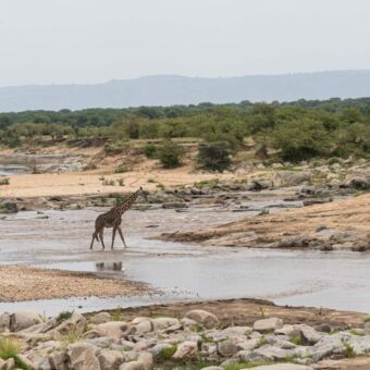 een landschap met een rivier en een giraf die daar doorheen loopt