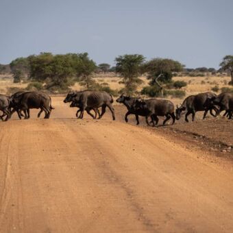 een groep buffels die een zandweg door de serengeti oversteken
