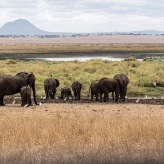 geel gras met verderop een groep met olifanten bij een water en modderpoel