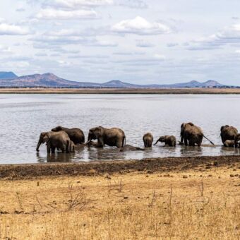 grote groep olifanten die in het water staan en drinken