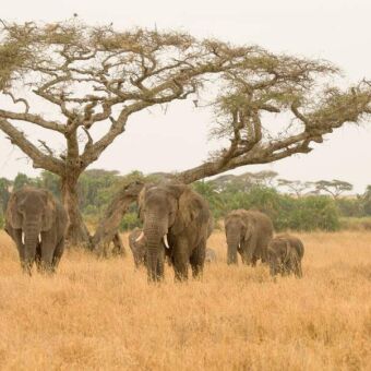 groepje olifanten naar je toe lopend door goud geel gras en een acaciaboom op de achtergrond serengeti