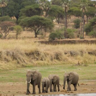 groepje olifanten dia achter elkaar aanlopen langs de rivier in tarangire tanzania
