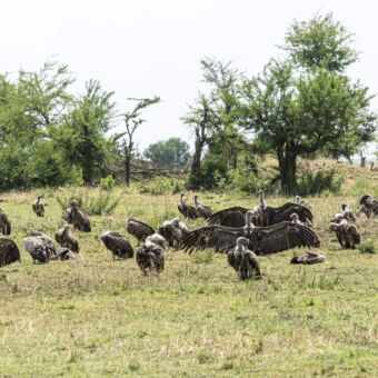 Op het gras een grote groep aasgieren. Een aantal hebben hun vleugels helemaal uitgespreidt