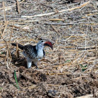 In het gras een hornbill met een grote snavel