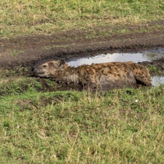 een hyena ligt in een waterplas te slapen