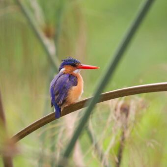 Ijsvogel zittend op een tak. Vogelreis Tanzania
