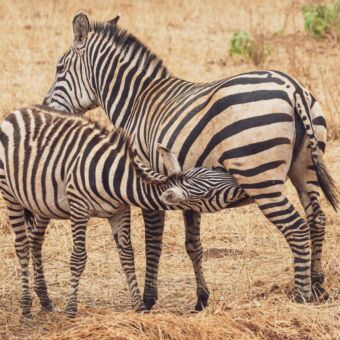 jonge zebra die drinkt bij zijn moeder staand in de serengeti