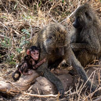 kleine baby baviaan die naast zijn moeder zit. Zij wordt gevlooid door een andere baviaan