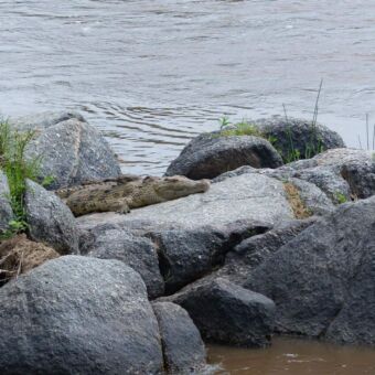 Aan de kant van het water liggen rotsen met daarop een krokodil