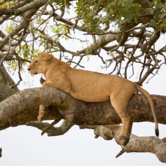 leeuwin liggend op een tak in de boom in lake manyara tanzania