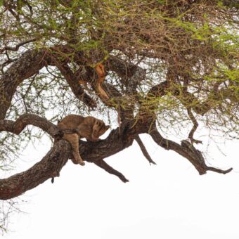 op een tak van een boom ligt een leeuw. Op de tak erboven ligt een dode gazelle