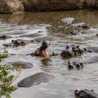 waterpoel vol met nijlpaarden dicht op elkaar. een heeft de bek vol open