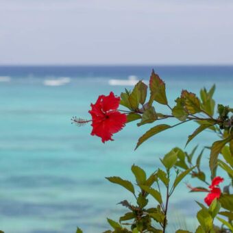 rode bloem met op de achtergrond de indische oceaan