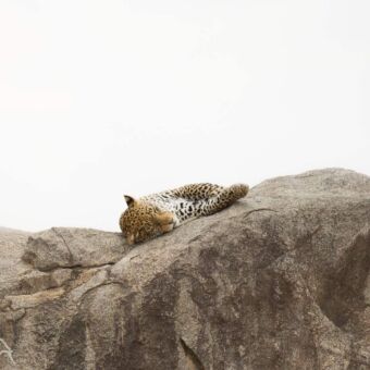 luipaard die ligt te slapen op een hele grote kei