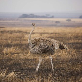 Vrouwtjes struisvogels met bruine veren staand op de vlaktes van de serengeti. Vogelreis Tanzania