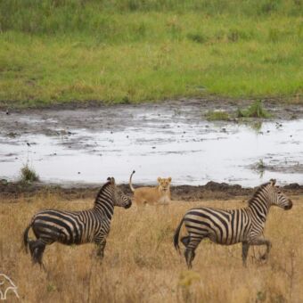 voorgrond twee rennende zebra's met op de achtergrond een leeuwin die ernaar kijkt serengeti tanzania