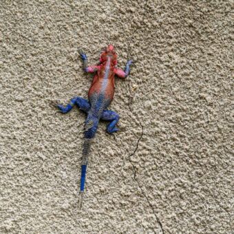 een rots met daarop een hagedis met een rood voorlijf en blauwe achterkant