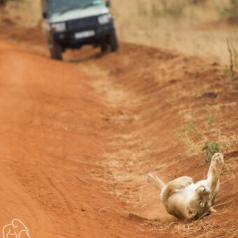 op de voorgrond een klein welpje die op zijn rug ligt met zijn pootjes omhoog aan de kant van de weg en een safari auto op de achtergrond