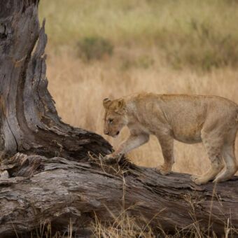 welpjes leeuw lopen over een dode boomstam serengeti