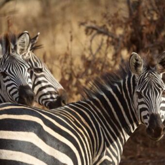 close up van drie zebra's die je aankijken met de achtergrond vervaagd