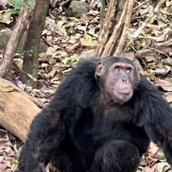grote zwarte chimpansee zittend op de grond in mahale mountains tanzania