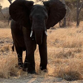 grote donkere olifant je aankijkend staand in het dorre gras bij Katavi tanzania