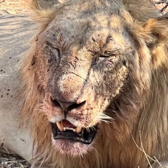 close up van een mannetjes leeuw die net een prooi heeft verslonden aan zijn manen en haren te zien want deze zijn nog rood