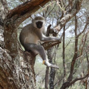 aapje met witte huid en zwarte kop zit op een tak in een boom om zich heen te kijken
