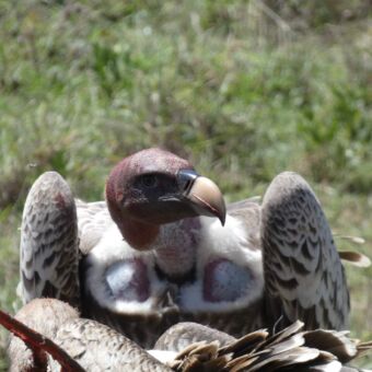 grote bruine aasgier bij een net verlaten karkas