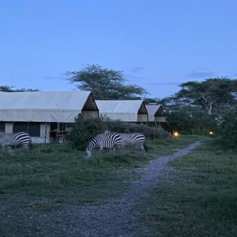 safari tenten in tarangari omringt met zebra's