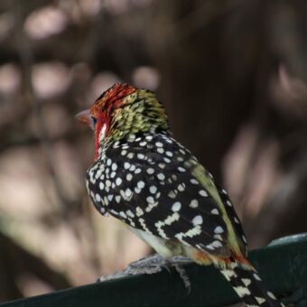Bearded woodpecker zwart gespikkelde vogel met een rode kop en snavel zittend op een tak. Vogelreis Tanzania