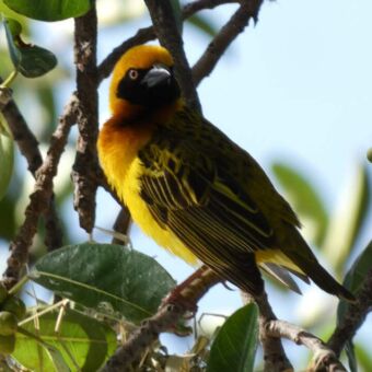 Beglafecht weaver vogel met geel felgekleurde veren en een zwarte kop en snavel zittend op een tak. Vogelreis Tanzania