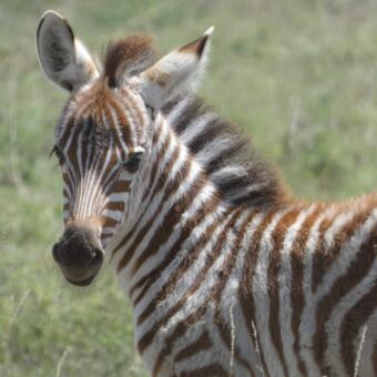 3 weken oude zebra die je aankijkt ze is nog steeds een beetje pluizig