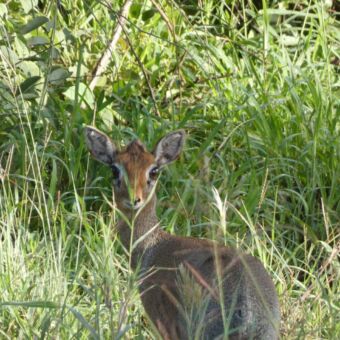 kleine dik dik die je aankijkt en staat in het groene gras van de serengeti