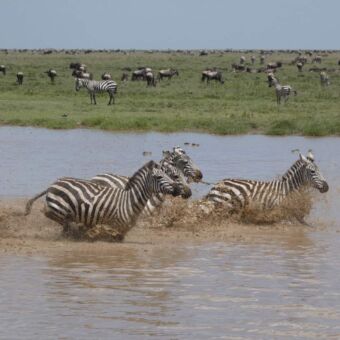 drie rennende zebra's in waterpoel met daarachter allemaal gnoes in de buurt van ndutu serengeti
