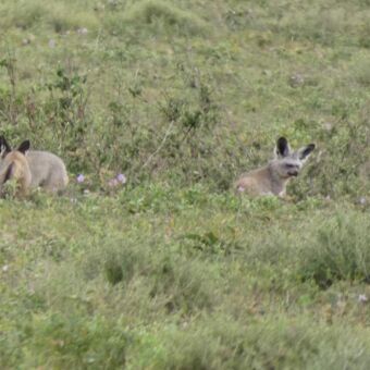 in het groene gras liggen en spelen drie vosjes met hun veel te grote oren