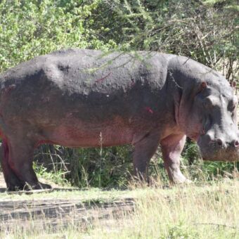 nijlpaard die gewond is en net is aangevallen. zijn achterpoot is bebloed en hij kijkt je aan