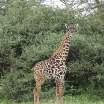volwassen giraf staand en je recht aankijken in het groen net voor een paar bomen
