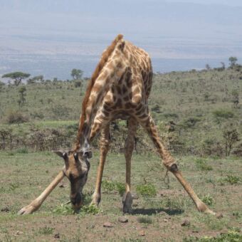 giraffe die met zijn kop naar beneden gras aan het eten is. Zijn benen staan helemaal uit elkaar