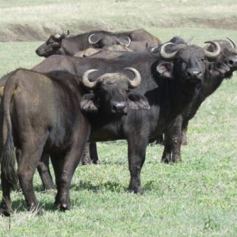 in het gras staat een groep buffalo's die je recht aankijken