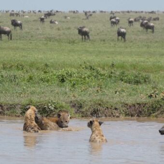 grote groep hyena's die liggen in een waterpoel en verkoeling zoeken. daarachter een kudde gnoes en zebra's