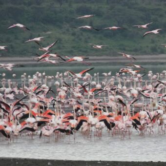 grote groep flamingo's in lake ndutu die aan het foerageren zijn. hun roze kleuren zijn fle en zien er zelfs een beetje oranje uit